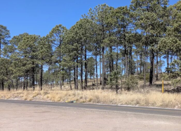Coahuila and Durango Gear Up for Major Regional Reforestation Initiative