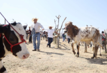 Durango records 49 active screwworm cases; Zacatecas tops the list with 182.